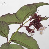 Himalayan Honeysuckle